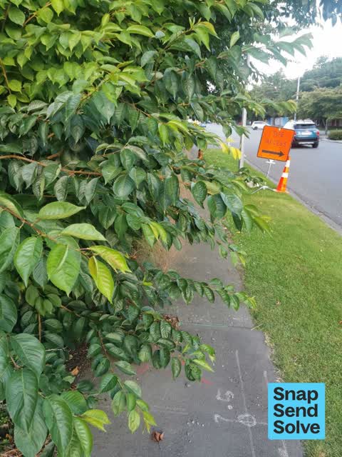 Overgrown Vegetation, a report photo