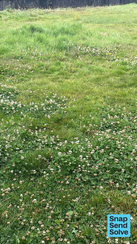 Overgrown Vegetation — a report photo