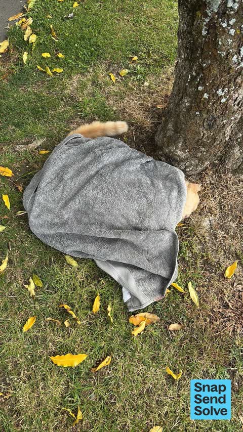 Animal - Deceased, a report photo