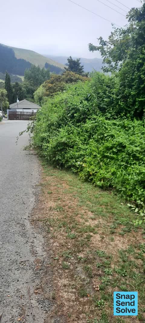 Overgrown Vegetation, a report photo