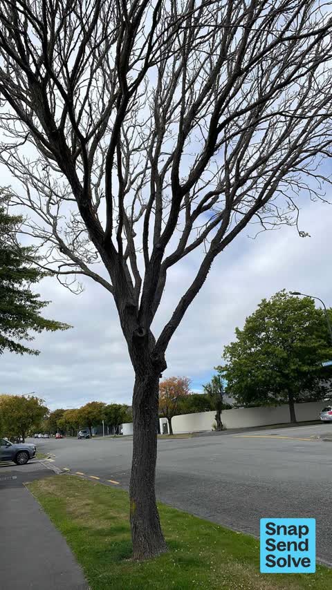 Trees - General, a report photo