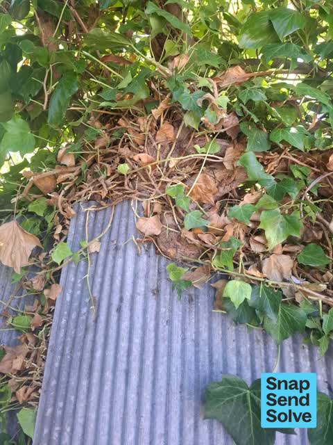 Overgrown Vegetation, a report photo