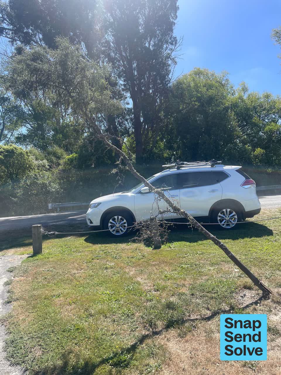 The photograph attached to this trees - general report