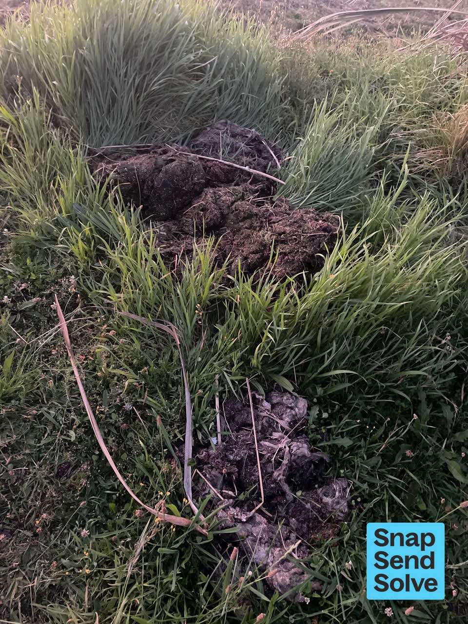 The photograph attached to this overgrown vegetation report