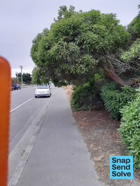 Overgrown Vegetation, a report photo