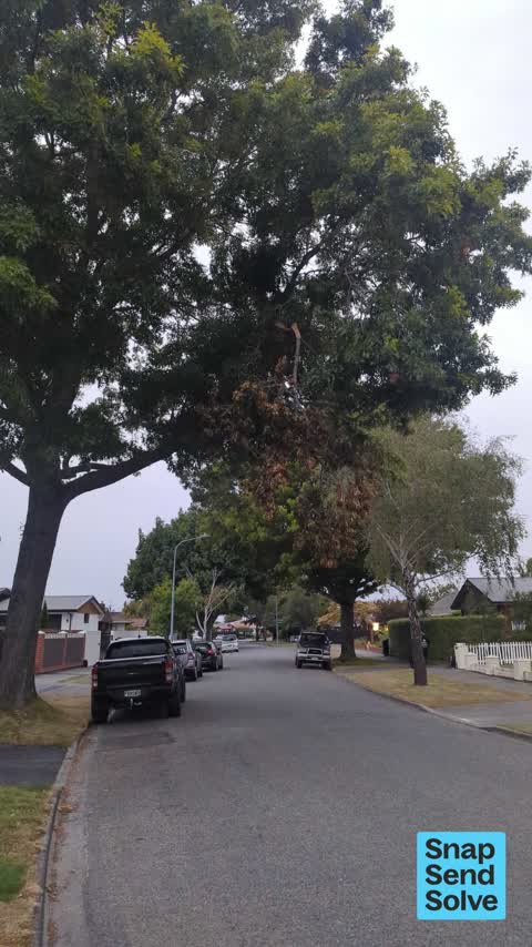Overgrown Vegetation, a report photo