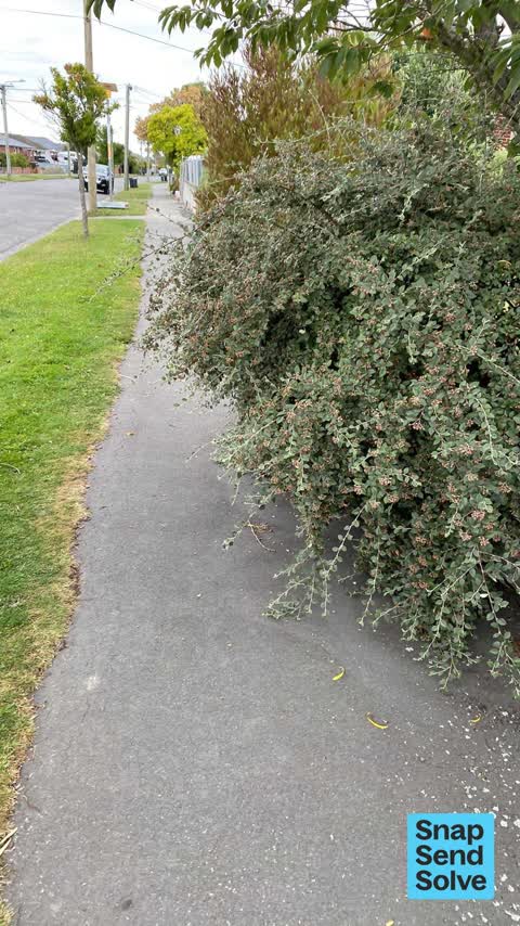 Overgrown Vegetation, a report photo