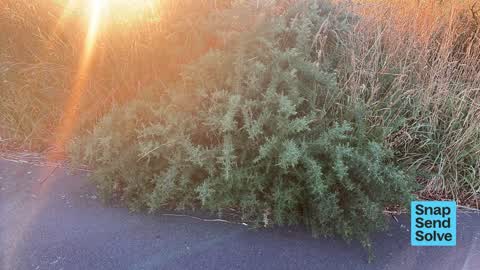 Overgrown Vegetation, a report photo