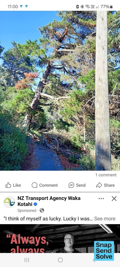 Fallen Tree — a report photo