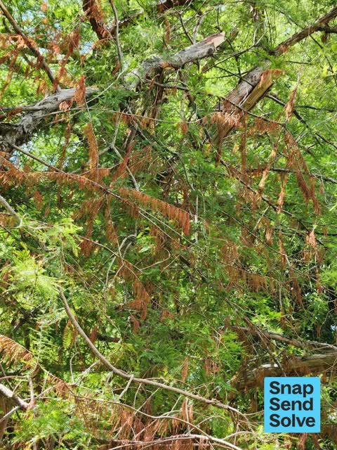 Trees - General, a report photo