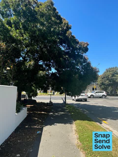 Overgrown Vegetation, a report photo