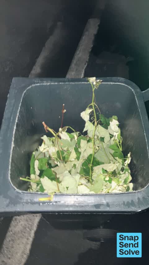 Rubbish and Bins - General, a report photo