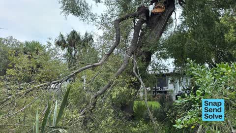 Fallen Tree — a report photo