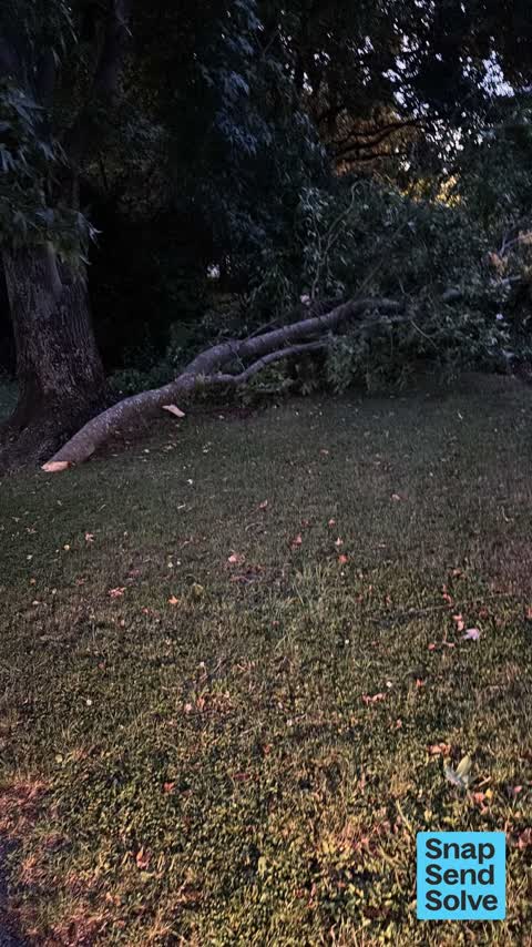 Fallen Tree — a report photo