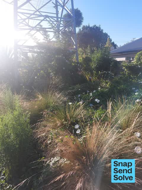 Overgrown Vegetation, a report photo