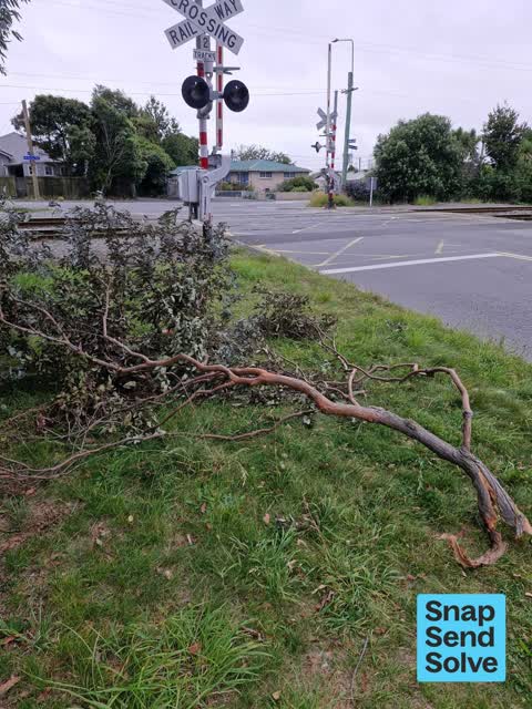 Trees - General, a report photo