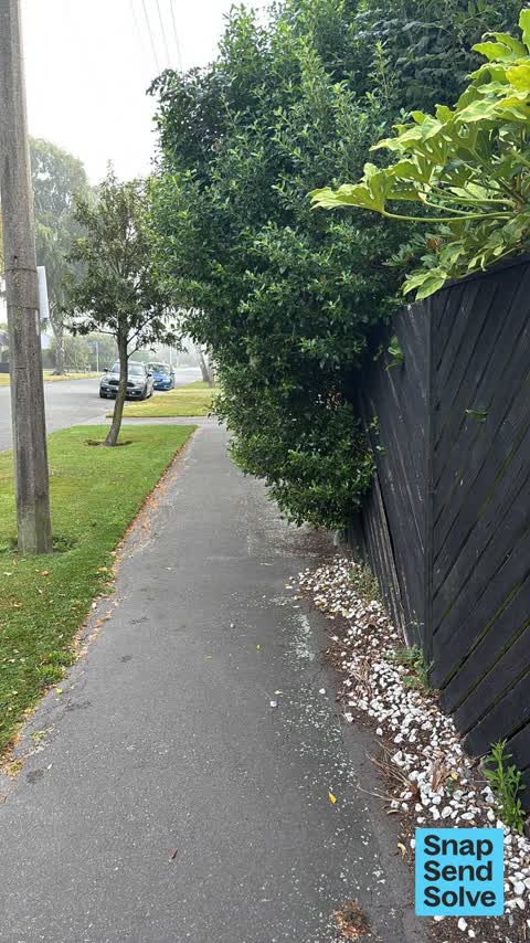 Overgrown Vegetation, a report photo
