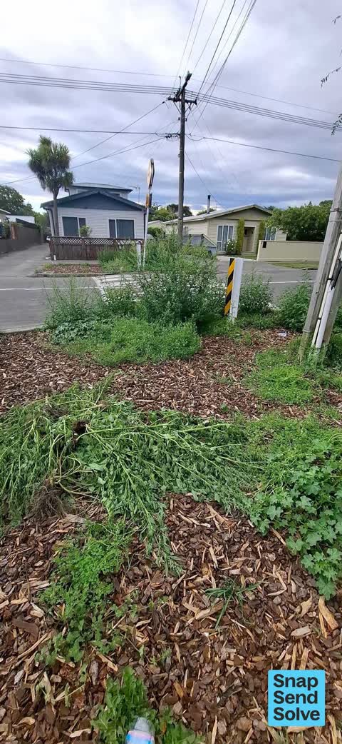 Overgrown Vegetation, a report photo