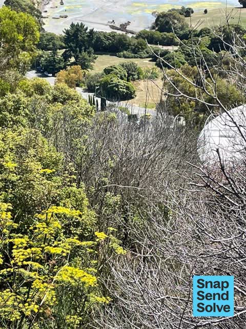 Trees - General, a report photo