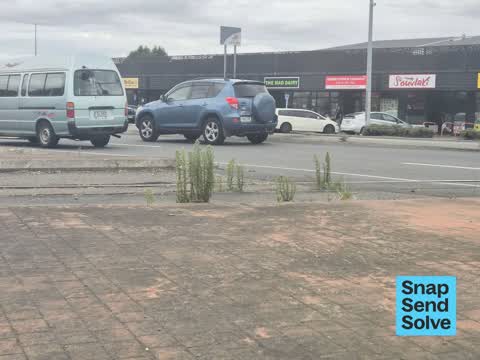 Overgrown Vegetation — a report photo