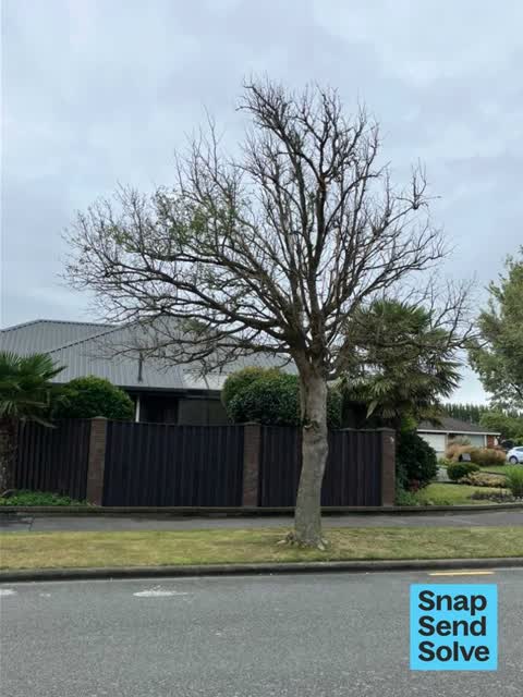 Trees - General, a report photo