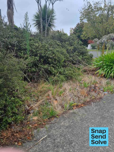 Overgrown Vegetation, a report photo