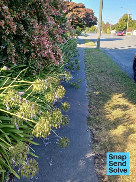 Overgrown Vegetation, a report photo