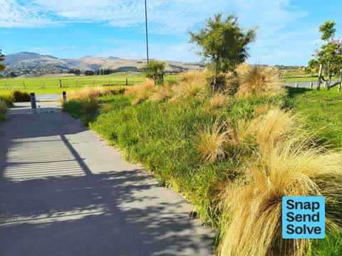 Overgrown Vegetation, a report photo