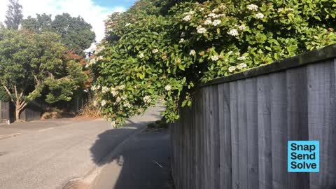 Overgrown Vegetation, a report photo