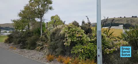 Trees - General, a report photo