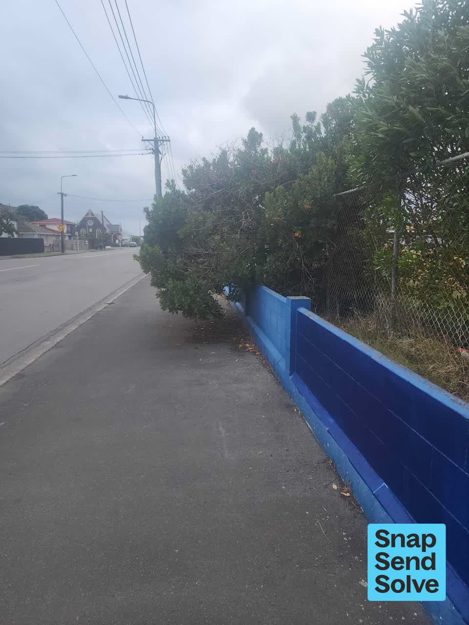 The photograph attached to this overgrown vegetation report