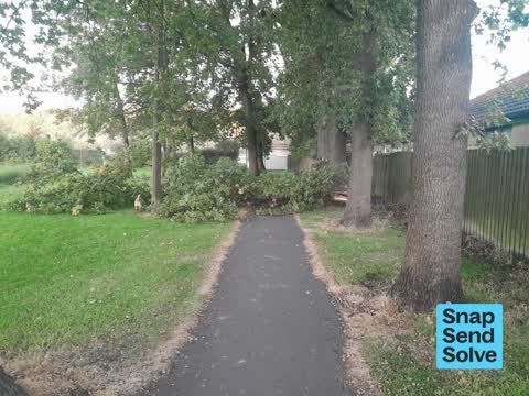Fallen Tree, a report photo