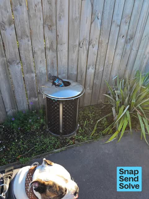 Rubbish and Bins - General, a report photo