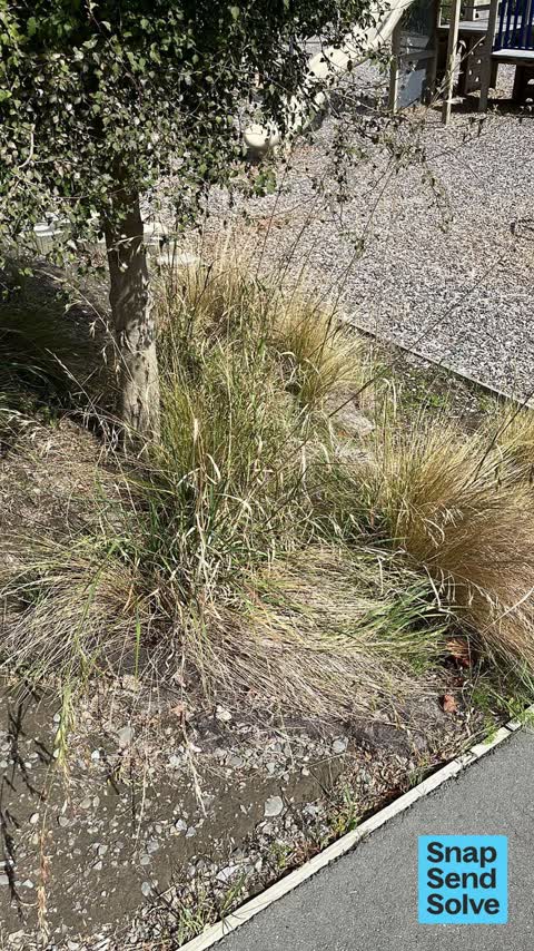 Overgrown Vegetation, a report photo