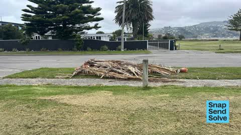 Overgrown Vegetation, a report photo