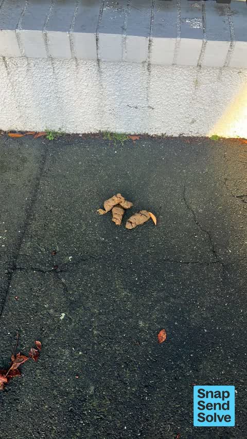 Litter, a report photo
