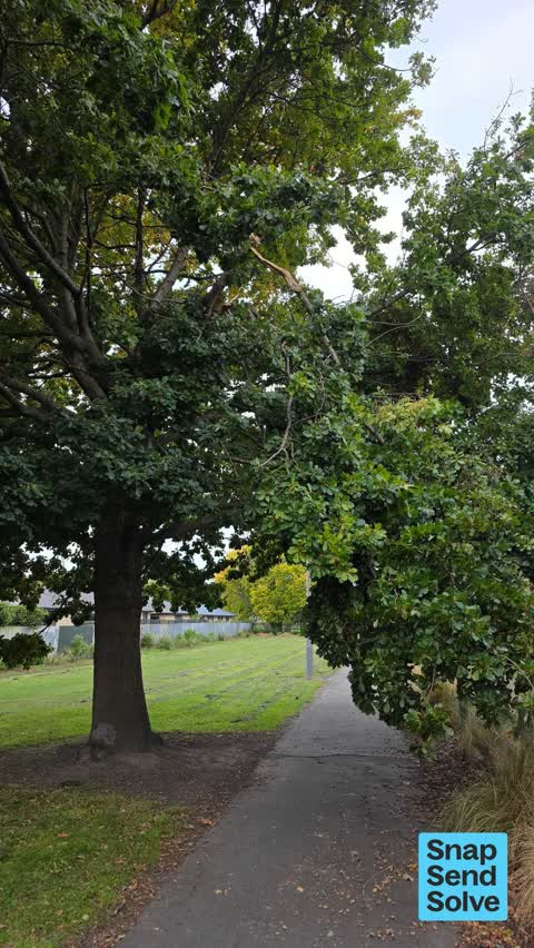 Fallen Tree — a report photo