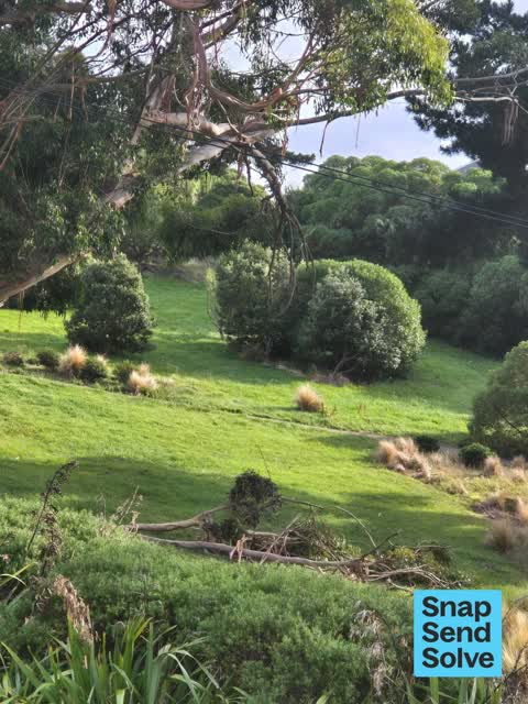 Fallen Tree, a report photo
