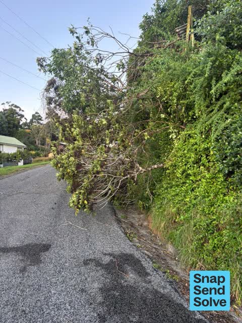 Fallen Tree, a report photo
