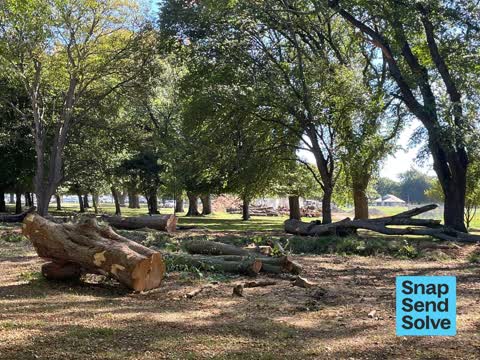 Trees - General, a report photo