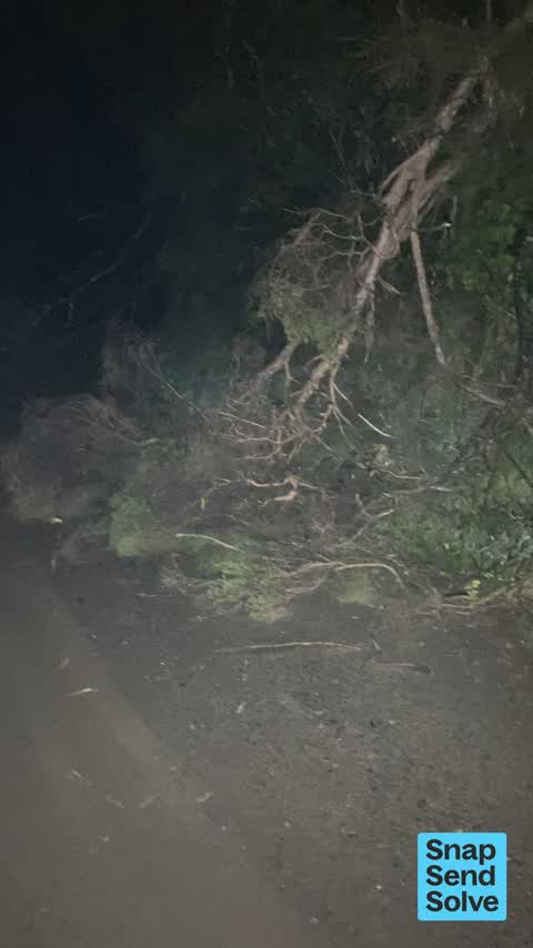 Fallen Tree, a report photo