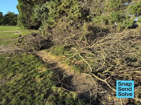 Overgrown Vegetation, a report photo