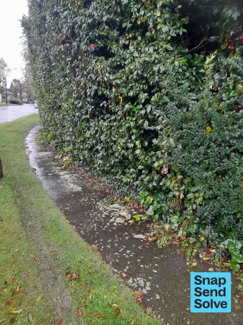 Trees - General, a report photo