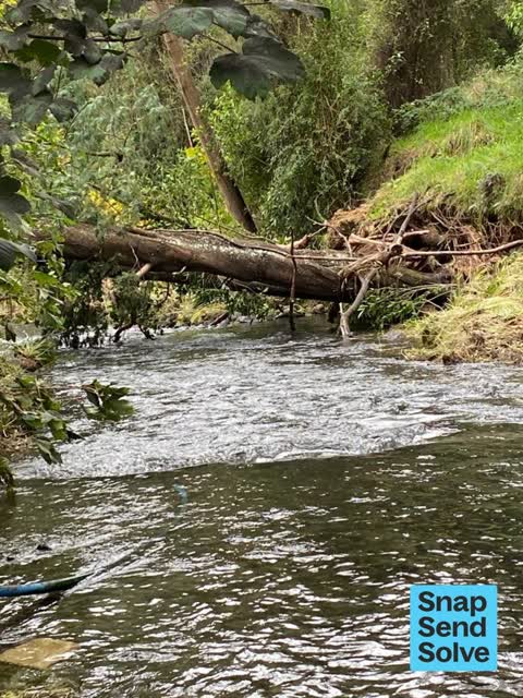 Fallen Tree, a report photo