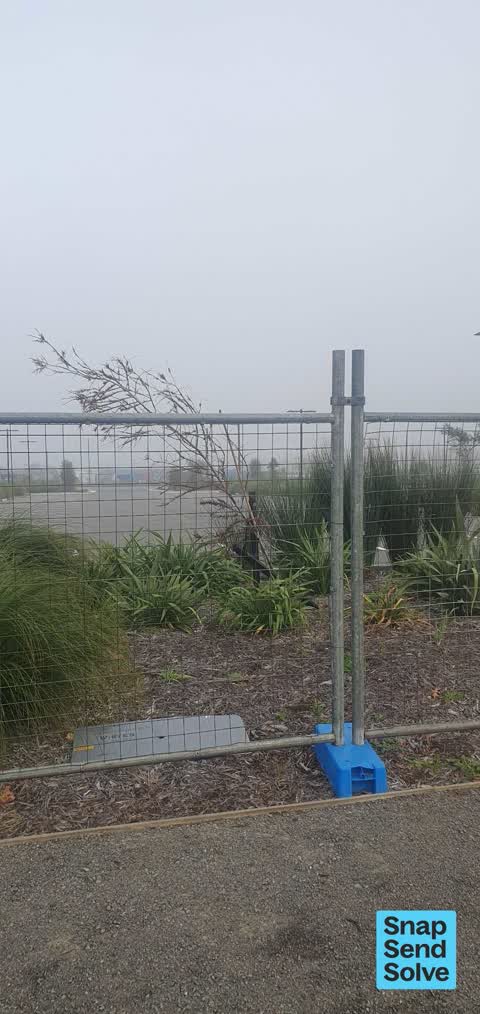 Fallen Tree, a report photo