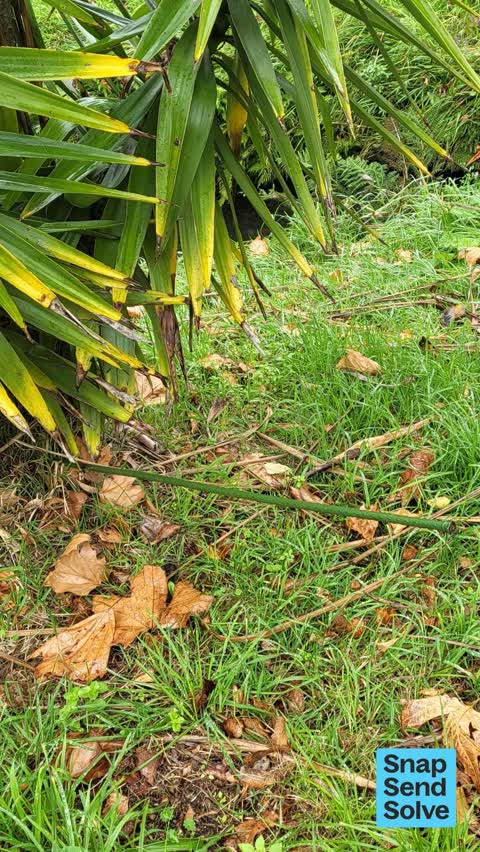 Trees - General, a report photo
