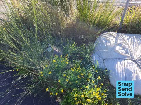 Dumped Rubbish, a report photo