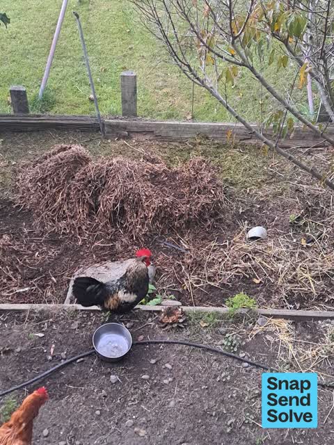 Noise - Animal, a report photo