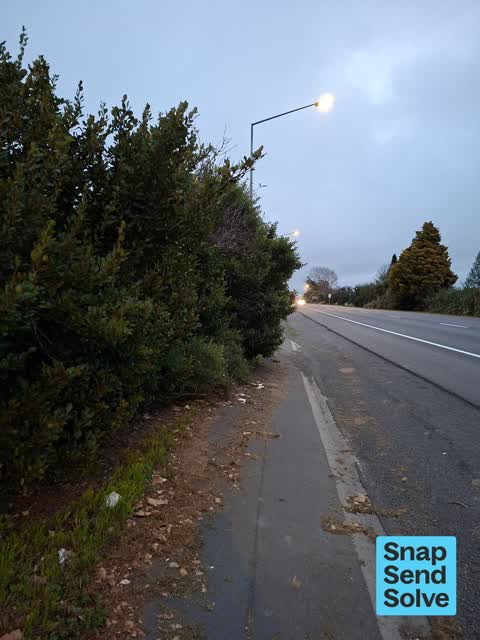 Overgrown Vegetation, a report photo