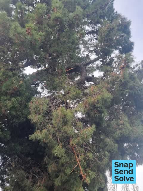 Fallen Tree — a report photo